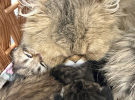 Persian chinchilla pure x4 kittens x2 male x2 female