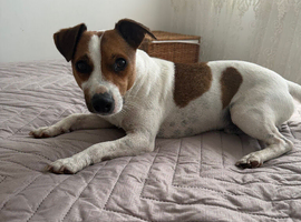 Rehoming Lucky