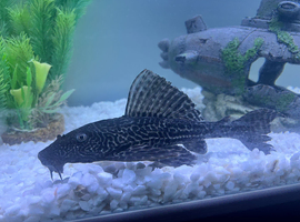 Common pleco