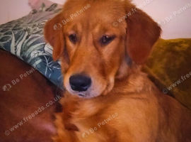 Fox red retriever
