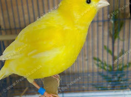 I have a pair of yellow fifes for sale
