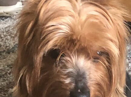Yorkshire Terrier for re homing