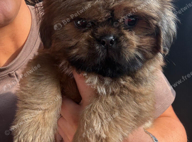 Gorgeous Shih Tzu Puppy
