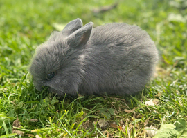 Rabbits for sale