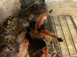 Brachypelma boehmei tarantula