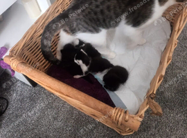 3 kittens available for a loving home