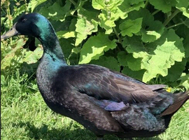 Cayuga Drake