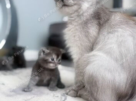 Beautiful mixed litter of kittens