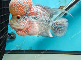 flowerhorn
