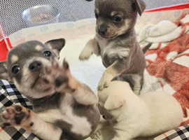 Chihuahua puppies for sale