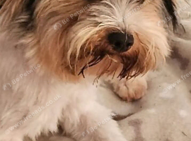 Biewer terrier