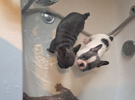 Frenchie baby's look for forever home
