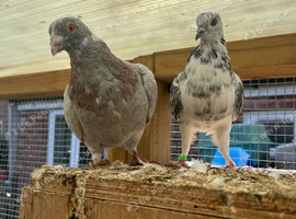 Fancy pigeons - Rollers, high flyers and racers