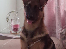 6 months old German Shepherd pup