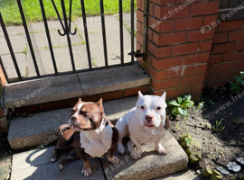 Mya & Dotty - Pocket bullies