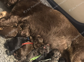 DNA CLEAR - F1 Cockapoo Puppies