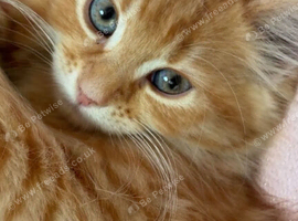 2 beautiful fluffy ginger kittens 4 sale