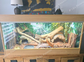Bearded Dragon and fully kitted vivarium