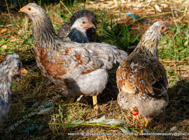 SWEDISH FLOWER HEN - VARIOUS PULLETS - RARE LANDRACE BREED