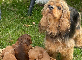 F1 B cavapoo puppies