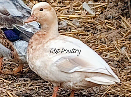 Apricot Call Duck Female