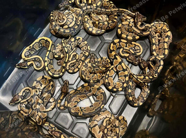 By pythons for sale
