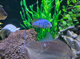 Convict cichlid male