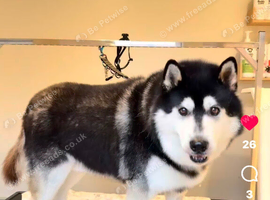Siberian huskie