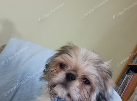 Pugzu needs a new home ASAP