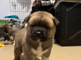 American Akita