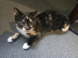 1 female kitten ready now
