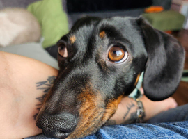 Mini Dachshund for stud