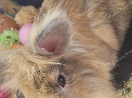1 year old male lionhead friendly house rabbit