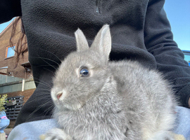 Grey 8 week old Netherlands dwarf doe