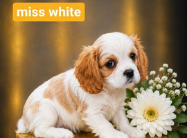 Kc LITTER OF 4 DNA CLEAR CAVALIER PUPPYS