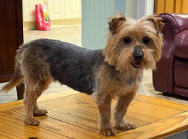 Yorkshire Terrier Dog