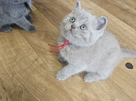 Beautiful shorthair kittens