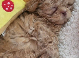 8 week old shih tzu boy