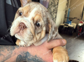Stunning Boys &ndash; Beautifully Raised & Ready for Forever Homes