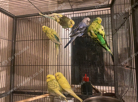 Budgies for sale