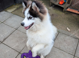 Beautiful 6 month old Pomsky