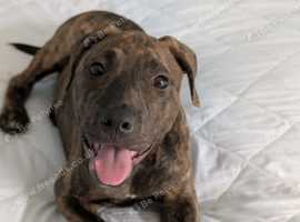 Brindle Staffordshire Bull Terrier