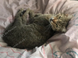 Bengal cross kitten