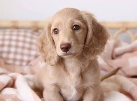 Standard Long Haired Daschund Female