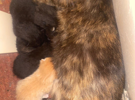 Beautiful kittens forsale