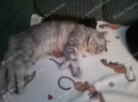 Boy Maine coon reduced price to &pound;400 from &pound;600 for the next two weeks