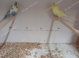 3 pair of budgies for sale
