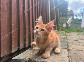 TICA registered maine coon boy
