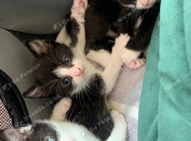 Litter of 5 kittens