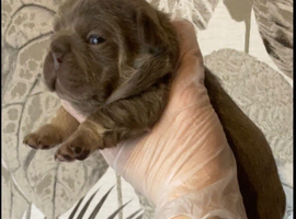 French bulldog